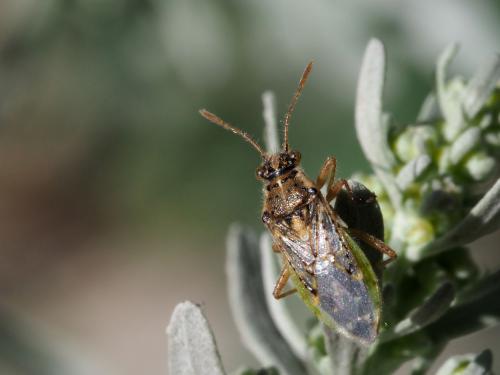Brachycarenus tigrinus