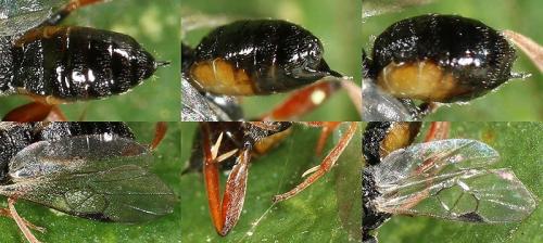 Réf. 209 081 : Microgastrinae inconnu