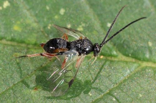 Réf. 209 082 : Microgastrinae inconnu