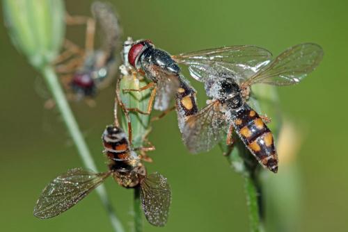 Melanostoma sp.