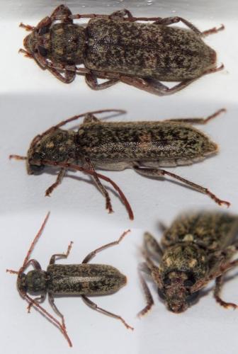 Trichoferus fasciculatus