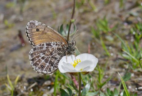 Réf. 209 387 : Oeneis glacialis