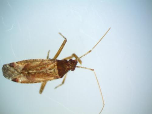 Phytocoris sp.