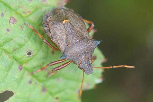 Réf. 209 500 : Picromerus bidens