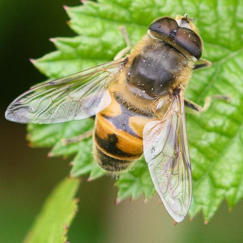 Réf. 209 588 : Eristalis tenax