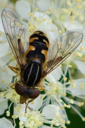 Réf. 209 044 : Eurimyia lineata