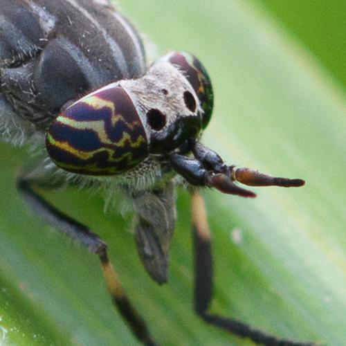 Réf. 209 181 : Haematopota pluvialis