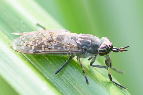 Réf. 209 178 : Haematopota pluvialis
