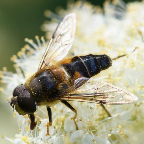 Eristalis pertinax