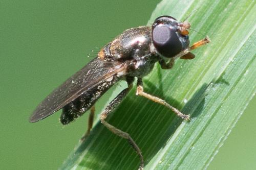 Cheilosia soror