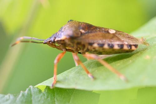 Pinthaeus sanguinipes