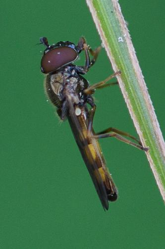 Melanostoma sp.