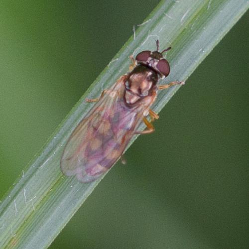 Melanostoma scalare