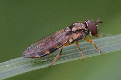 Réf. 209 865 : Melanostoma scalare