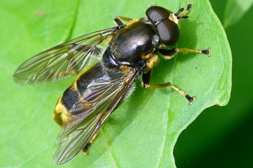 Réf. 209 992 : Xylota sylvarum