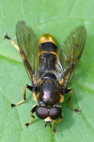 Réf. 209 993 : Xylota sylvarum