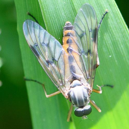 Rhagio scolopaceus