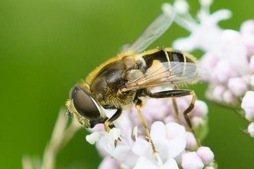 Réf. 209 763 : Eristalis nemorum