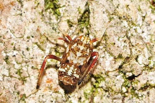 Réf. 209 323 : Orientus ishidae