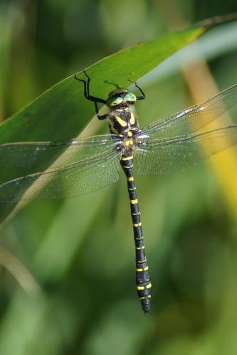 Cordulegaster boltonii