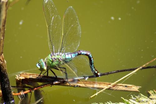 Anax imperator
