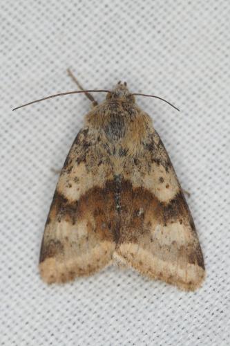 Réf. 209 164 : Heliothis viriplaca