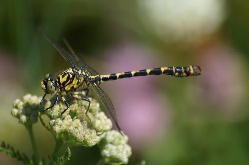 Réf. 209 127 : Onychogomphus forcipatus