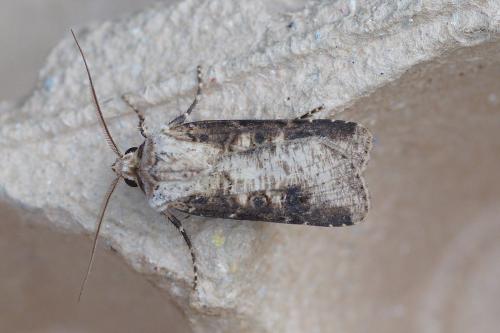 Agrotis clavis