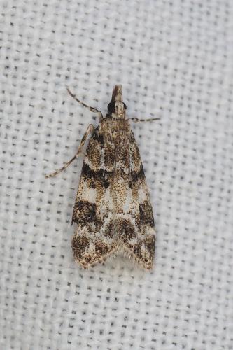 Eudonia delunella