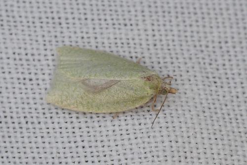 Réf. 209 328 : Tortrix viridana