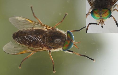 Tabanus promesogaeus