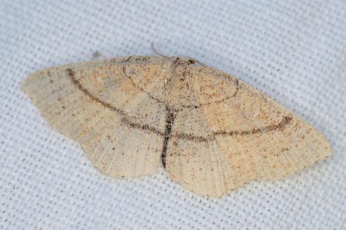 Réf. 209 284 : Cyclophora sp.