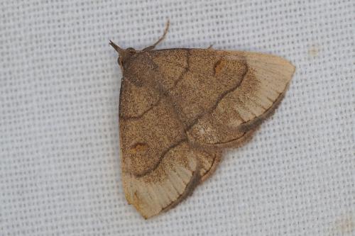 Réf. 209 287 : Paracolax tristalis