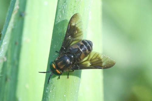 Réf. 209 066 : Chrysops caecutiens