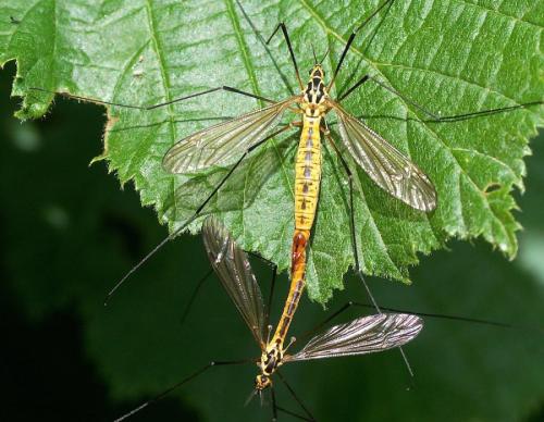 Nephrotoma flavescens