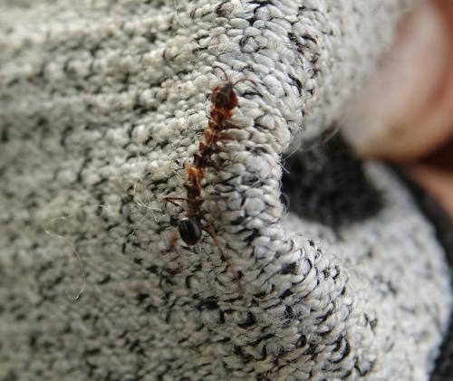 Stauropus fagi