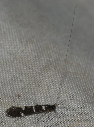 Réf. 209 487 : Leptocerus interruptus