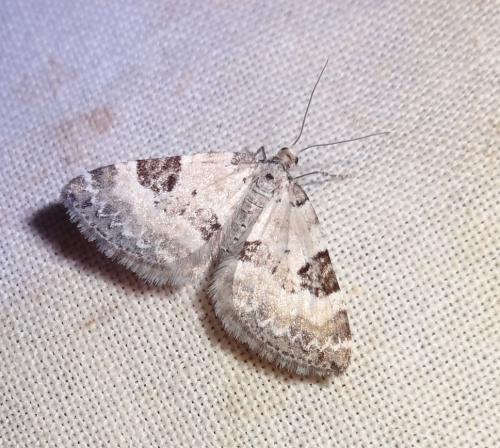 Perizoma blandiata