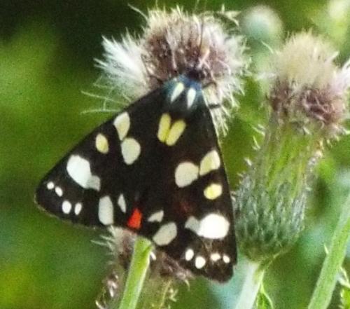 Réf. 209 313 : Callimorpha dominula