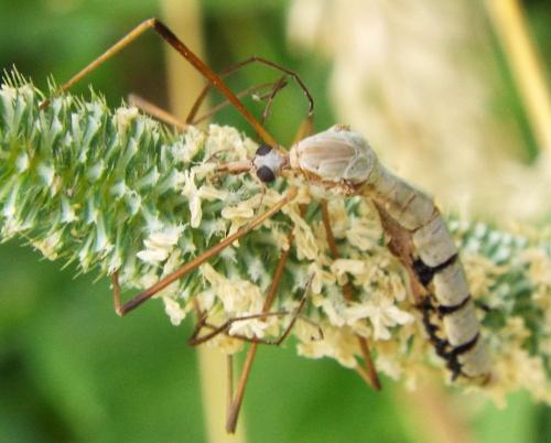 Tipula sp.