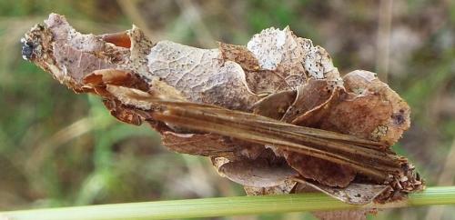 Réf. 209 194 : Canephora hirsuta