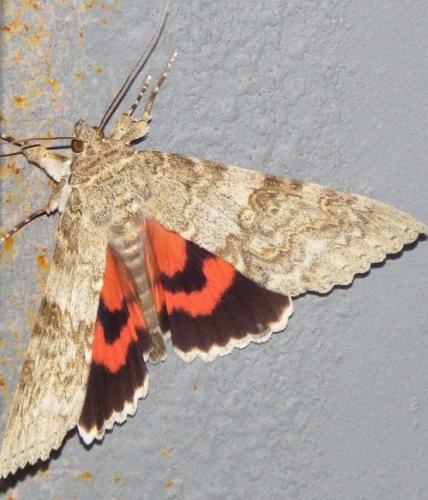 Réf. 209 315 : Catocala nupta