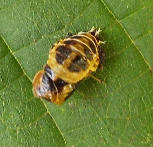 Harmonia axyridis