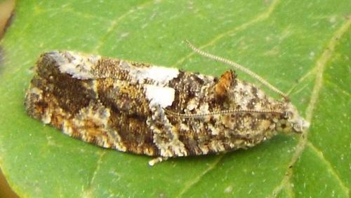 Eudemis profundana