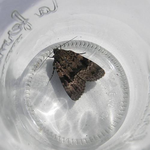 Amphipyra berbera