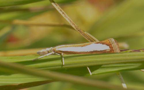 Réf. 209 049 : Catoptria margaritella