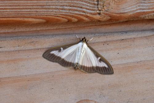 Cydalima perspectalis
