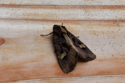 Réf. 209 147 : Trigonophora flammea