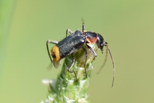 Axinotarsus pulicarius