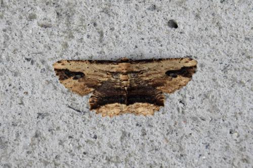 Menophra abruptaria